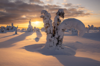 Fotoreise - Finnisch Lappland White Ghosts & Polarlichter  - 24. bis 31. Januar 2026 (Guide Raymond Hoffmann)